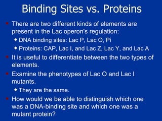 Binding Sites vs. Proteins There are two different kinds of elements are present in the Lac operon's regulation:  DNA binding sites: Lac P, Lac O, Pi Proteins: CAP, Lac I, and Lac Z, Lac Y, and Lac A It is useful to differentiate between the two types of elements.  Examine the phenotypes of Lac O and Lac I mutants.  They are the same.  How would we be able to distinguish which one was a DNA-binding site and which one was a mutant protein?  