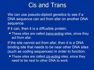 Cis and Trans We can use pseudo-diploid genetics to see if a DNA sequence can act from afar on another DNA sequence.  If it can, then it is a diffusible protein.  These sites are called  trans-acting  sites, since they act from afar.  If the site cannot act from afar, then it is a DNA binding site that needs to be near other DNA sites (such as coding sequences) in order to function.  These sites are called  cis-acting  sites, since they need to be next to other DNA to work.  