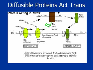 Diffusible Proteins Act Trans 