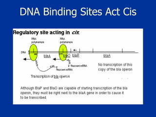 DNA Binding Sites Act Cis 