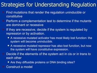 Strategies for Understanding Regulation Find mutations that render the regulation  uninducible  or  constitutive   Perform a complementation test to determine if the mutants are dominant or recessive  If they are recessive, decide if the system is regulated by repression or by activation.  A recessive mutated activator has most likely lost function: the system will become  uninducible.   A recessive mutated repressor has also lost function, but now the system will have  constitutive  expression.  Decide if the elements of the system act in cis or in trans to each other Are they diffusible proteins or DNA binding sites?  Construct a model  