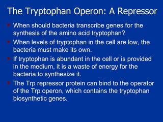 The Tryptophan Operon: A Repressor When should bacteria transcribe genes for the synthesis of the amino acid tryptophan?  When levels of tryptophan in the cell are low, the bacteria must make its own.  If tryptophan is abundant in the cell or is provided in the medium, it is a waste of energy for the bacteria to synthesize it.  The Trp repressor protein can bind to the operator of the Trp operon, which contains the tryptophan biosynthetic genes.  
