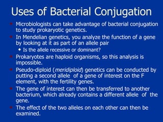 Uses of Bacterial Conjugation Microbiologists can take advantage of bacterial conjugation to study prokaryotic genetics. In Mendelian genetics, you analyze the function of a gene by looking at it as part of an allele pair Is the allele recessive or dominant?  Prokaryotes are haploid organisms, so this analysis is impossible. Pseudo-diploid ( meridiploid ) genetics can be conducted by putting a second allele  of a gene of interest on the F element, with the fertility genes. The gene of interest can then be transferred to another bacterium, which already contains a different allele  of  the gene.  The effect of the two alleles on each other can then be examined.  