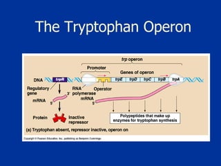 The Tryptophan Operon 