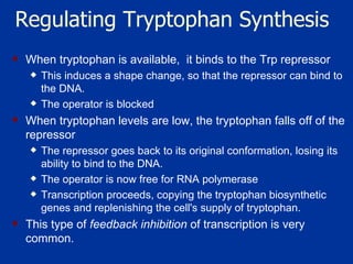 Regulating Tryptophan Synthesis When tryptophan is available,  it binds to the Trp repressor This induces a shape change, so that the repressor can bind to the DNA. The operator is blocked When tryptophan levels are low, the tryptophan falls off of the repressor The repressor goes back to its original conformation, losing its ability to bind to the DNA.  The operator is now free for RNA polymerase  Transcription proceeds, copying the tryptophan biosynthetic genes and replenishing the cell's supply of tryptophan.  This type of  feedback inhibition  of transcription is very common.  