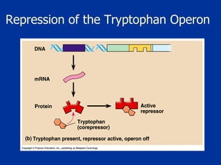 Repression of the Tryptophan Operon 