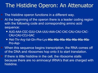 The Histidine Operon: An Attenuator The histidine operon functions in a different way.  At the beginning of the operon there is a leader coding region with the following code and corresponding amino acid sequence:  AUG-AAA-CGC-GUU-CAA-UUU-AAA-CAC-CAC-CAU-CAU-CAC-CAU-CAU-CCU-GAC Met-Thr-Arg-Val-Gln-Phe-Lys- His-His-His-His-His-His-His -Pro-Asp- When this sequence begins transcription, the RNA comes off of the DNA and ribosomes hop onto it to start translation.  If there is little histidine in the cell, the ribosome stalls because there are no aminoacyl tRNA's that are charged with histidine.  