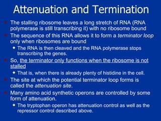 Attenuation and Termination The stalling ribosome leaves a long stretch of RNA (RNA polymerase is still transcribing it) with no ribosome bound  The sequence of this RNA allows it to form a  terminator loop  only when ribosomes are bound  The RNA is then cleaved and the RNA polymerase stops transcribing the genes.  So,  the terminator only functions when the ribosome is not stalled That is, when there is already plenty of histidine in the cell.  The site at which the potential terminator loop forms is called the  attenuation site .  Many amino acid synthetic operons are controlled by some form of attenuation.  The tryptophan operon has attenuation control as well as the repressor control described above. 