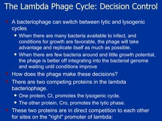 The Lambda Phage Cycle: Decision Control A bacteriophage can switch between lytic and lysogenic cycles  When there are many bacteria available to infect, and conditions for growth are favorable, the phage will take advantage and replicate itself as much as possible.  When there are few bacteria around and little growth potential, the phage is better off integrating into the bacterial genome and waiting until conditions improve  How does the phage make these decisions?  There are two competing proteins in the lambda bacteriophage.  One protein, CI, promotes the lysogenic cycle.  The other protein, Cro, promotes the lytic phase.  These two proteins are in direct competition to each other for sites on the "right" promoter of lambda: 