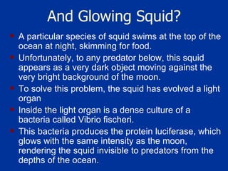 And Glowing Squid? A particular species of squid swims at the top of the ocean at night, skimming for food.  Unfortunately, to any predator below, this squid appears as a very dark object moving against the very bright background of the moon.  To solve this problem, the squid has evolved a light organ  Inside the light organ is a dense culture of a bacteria called Vibrio fischeri.  This bacteria produces the protein luciferase, which glows with the same intensity as the moon, rendering the squid invisible to predators from the depths of the ocean.  
