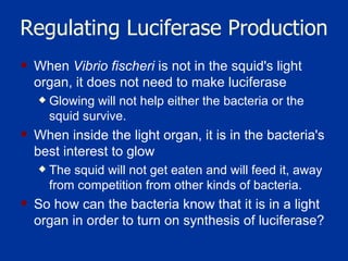 Regulating Luciferase Production When  Vibrio fischeri  is not in the squid's light organ, it does not need to make luciferase Glowing will not help either the bacteria or the squid survive. When inside the light organ, it is in the bacteria's best interest to glow The squid will not get eaten and will feed it, away from competition from other kinds of bacteria.  So how can the bacteria know that it is in a light organ in order to turn on synthesis of luciferase? 