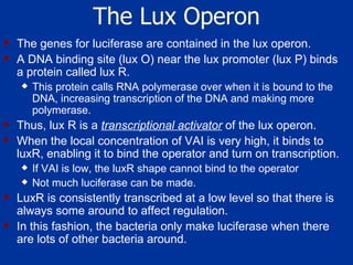 The Lux Operon The genes for luciferase are contained in the lux operon.  A DNA binding site (lux O) near the lux promoter (lux P) binds a protein called lux R.  This protein calls RNA polymerase over when it is bound to the DNA, increasing transcription of the DNA and making more polymerase.  Thus, lux R is a  transcriptional activator  of the lux operon. When the local concentration of VAI is very high, it binds to luxR, enabling it to bind the operator and turn on transcription. If VAI is low, the luxR shape cannot bind to the operator Not much luciferase can be made.  LuxR is consistently transcribed at a low level so that there is always some around to affect regulation. In this fashion, the bacteria only make luciferase when there are lots of other bacteria around.  