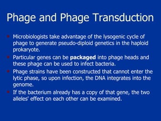 Phage and Phage Transduction   Microbiologists take advantage of the lysogenic cycle of phage to generate pseudo-diploid genetics in the haploid prokaryote.  Particular genes can be  packaged  into phage heads and these phage can be used to infect bacteria.  Phage strains have been constructed that cannot enter the lytic phase, so upon infection, the DNA integrates into the genome.  If the bacterium already has a copy of that gene, the two alleles' effect on each other can be examined.  