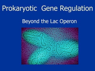 Prokaryotic  Gene Regulation Beyond the Lac Operon 