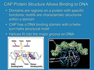 Prokaryotic Gene Regulation for life science.ppt