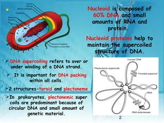 2
• Nucleoid is composed of
60% DNA and small
amounts of RNA and
protein.
Nucleoid proteins help to
maintain the supercoiled
structure of DNA.
 DNA supercoiling refers to over or
under winding of a DNA strand.
 It is important for DNA packing
within all cells.
2 structures-toroid and plectoneme
In prokaryotes, plectonemic super
coils are predominant because of
circular DNA and small amount of
genetic material.
 