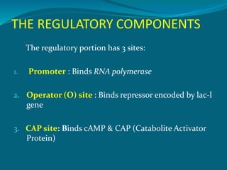 Prokaryotic regulation | PPTX