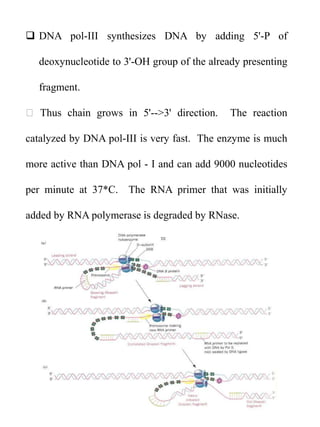 DNA pol-III synthesizes DNA by adding 5'-P of
deoxynucleotide to 3'-OH group of the already presenting
fragment.
Thus chain grows in 5'-->3' direction. The reaction
catalyzed by DNA pol-III is very fast. The enzyme is much
more active than DNA pol - I and can add 9000 nucleotides
per minute at 37*C. The RNA primer that was initially
added by RNA polymerase is degraded by RNase.
 