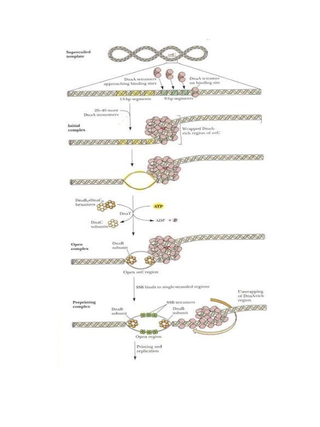 Prokaryotic replication