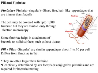 Prokaryotic structure Part 2.pptx......... | PPTX