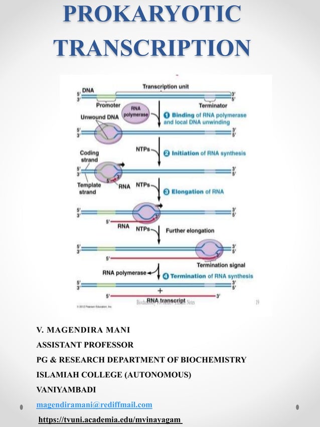 Prokaryotic transcription PDF