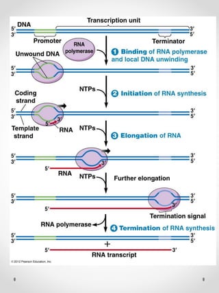 Transcription Initiation In Prokaryotes