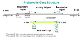 Upstream Region Prokaryotic transcription | PPTX