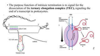 • The purpose function of intrinsic termination is to signal for the
dissociation of the ternary elongation complex (TEC), signaling the
end of a transcript in prokaryotes.
 