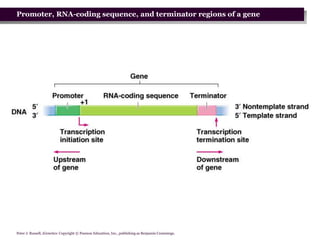 Prokaryotic Transcription Presentation.pptx