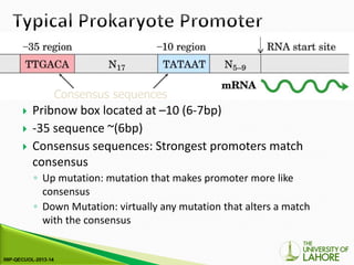 Comprehensive Overview of Prokaryotic Transcription Mechanisms and RNA ...