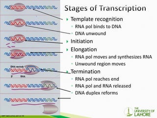 Comprehensive Overview of Prokaryotic Transcription Mechanisms and RNA ...