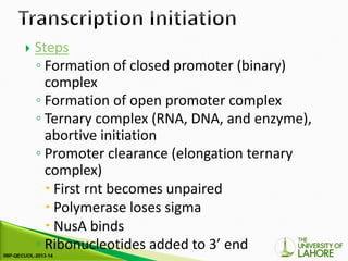 Comprehensive Overview of Prokaryotic Transcription Mechanisms and RNA ...