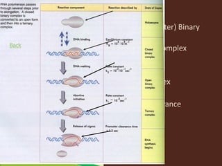 Comprehensive Overview of Prokaryotic Transcription Mechanisms and RNA ...