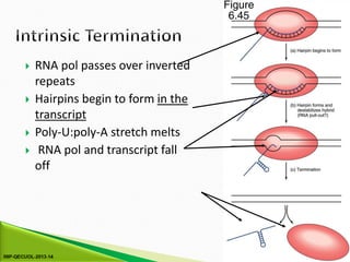 Comprehensive Overview of Prokaryotic Transcription Mechanisms and RNA ...