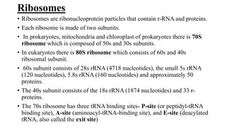 Ribosomes
• Ribosomes are ribonucleoprotein particles that contain r-RNA and proteins.
• Each ribosome is made of two subunits.
• In prokaryotes, mitochondria and chloroplast of prokaryotes there is 70S
ribosome which is composed of 50s and 30s subunits.
• In eukaryotes there is 80S ribosome which consists of 60s and 40s
ribosomal subunit.
• 60s subunit consists of 28s rRNA (4718 nucleotides), the small 5s rRNA
(120 nucleotides), 5.8s rRNA (160 nucleotides) and approximately 50
proteins.
• The 40s subunit consists of the 18s rRNA (1874 nucleotides) and 33 r-
proteins.
• The 70s ribosome has three tRNA binding sites- P-site (or peptidyl-tRNA
binding site), A-site (aminoacyl-tRNA-binding site), and E-site (deacylated
tRNA, also called the exit site)
 