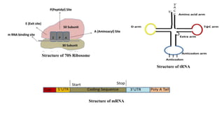 Structure of 70S Ribosome
Structure of tRNA
Structure of mRNA
 