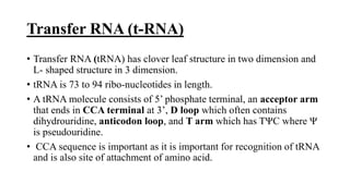Transfer RNA (t-RNA)
• Transfer RNA (tRNA) has clover leaf structure in two dimension and
L- shaped structure in 3 dimension.
• tRNA is 73 to 94 ribo-nucleotides in length.
• A tRNA molecule consists of 5’ phosphate terminal, an acceptor arm
that ends in CCA terminal at 3’, D loop which often contains
dihydrouridine, anticodon loop, and T arm which has TΨC where Ψ
is pseudouridine.
• CCA sequence is important as it is important for recognition of tRNA
and is also site of attachment of amino acid.
 