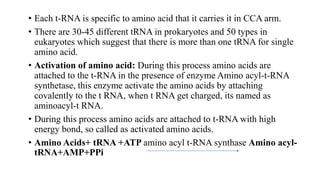 • Each t-RNA is specific to amino acid that it carries it in CCA arm.
• There are 30-45 different tRNA in prokaryotes and 50 types in
eukaryotes which suggest that there is more than one tRNA for single
amino acid.
• Activation of amino acid: During this process amino acids are
attached to the t-RNA in the presence of enzyme Amino acyl-t-RNA
synthetase, this enzyme activate the amino acids by attaching
covalently to the t RNA, when t RNA get charged, its named as
aminoacyl-t RNA.
• During this process amino acids are attached to t-RNA with high
energy bond, so called as activated amino acids.
• Amino Acids+ tRNA +ATP amino acyl t-RNA synthase Amino acyl-
tRNA+AMP+PPi
 