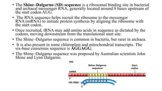 • The Shine–Dalgarno (SD) sequence is a ribosomal binding site in bacterial
and archaeal messenger RNA, generally located around 8 bases upstream of
the start codon AUG.
• The RNA sequence helps recruit the ribosome to the messenger
RNA (mRNA) to initiate protein synthesis by aligning the ribosome with
the start codon.
• Once recruited, tRNA may add amino acids in sequence as dictated by the
codons, moving downstream from the translational start site.
• The Shine–Dalgarno sequence is common in bacteria, but rarer in archaea.
• It is also present in some chloroplast and mitochondrial transcripts. The
six-base consensus sequence is AGGAGG;
• The Shine–Dalgarno sequence was proposed by Australian scientists John
Shine and Lynn Dalgarno.
 