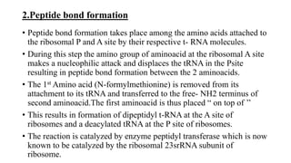 2.Peptide bond formation
• Peptide bond formation takes place among the amino acids attached to
the ribosomal P and A site by their respective t- RNA molecules.
• During this step the amino group of aminoacid at the ribosomal A site
makes a nucleophilic attack and displaces the tRNA in the Psite
resulting in peptide bond formation between the 2 aminoacids.
• The 1st Amino acid (N-formylmethionine) is removed from its
attachment to its tRNA and transferred to the free- NH2 terminus of
second aminoacid.The first aminoacid is thus placed “ on top of ’’
• This results in formation of dipeptidyl t-RNA at the A site of
ribosomes and a deacylated tRNA at the P site of ribosomes.
• The reaction is catalyzed by enzyme peptidyl transferase which is now
known to be catalyzed by the ribosomal 23srRNA subunit of
ribosome.
 