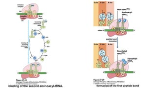binding of the second aminoacyl-tRNA. formation of the first peptide bond
 