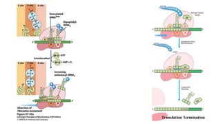 Translation Termination
 