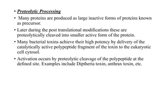 • Proteolytic Processing
• Many proteins are produced as large inactive forms of proteins known
as precursor.
• Later during the post translational modifications these are
proteolytically cleaved into smaller active form of the protein.
• Many bacterial toxins achieve their high potency by delivery of the
catalytically active polypeptide fragment of the toxin to the eukaryotic
cell cytosol.
• Activation occurs by proteolytic cleavage of the polypeptide at the
defined site. Examples include Diptheria toxin, anthrax toxin, etc.
 