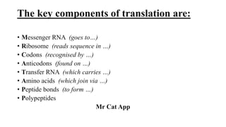 The key components of translation are:
• Messenger RNA (goes to…)
• Ribosome (reads sequence in …)
• Codons (recognised by …)
• Anticodons (found on …)
• Transfer RNA (which carries …)
• Amino acids (which join via …)
• Peptide bonds (to form …)
• Polypeptides
Mr Cat App
 