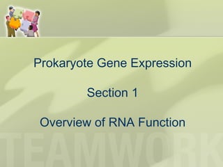 Prokaryote Gene Expression
Section 1
Overview of RNA Function
 