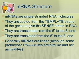 mRNA Structure
 mRNAs are single stranded RNA molecules
 They are copied from the TEMPLATE strand
of the gene, to give the SENSE strand in RNA
 They are transcribed from the 5’ to the 3’ end
 They are translated from the 5’ to the 3’ end
 Generally mRNAs are linear (although some
prokaryotic RNA viruses are circular and act
as mRNAs)
 