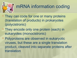 mRNA information coding
 They can code for one or many proteins
(translation of products) in prokaryotes
(polycistronic)
 They encode only one protein (each) in
eukaryotes (monocistronic)
 Polyproteins are observed in eukaryotic
viruses, but these are a single translation
product, cleaved into separate proteins after
translation
 