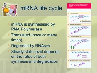 mRNA life cycle
 mRNA is synthesised by
RNA Polymerase
 Translated (once or many
times)
 Degraded by RNAses
 Steady state level depends
on the rates of both
synthesis and degradation
 