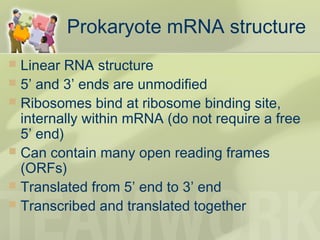Prokaryote mRNA structure
 Linear RNA structure
 5’ and 3’ ends are unmodified
 Ribosomes bind at ribosome binding site,
internally within mRNA (do not require a free
5’ end)
 Can contain many open reading frames
(ORFs)
 Translated from 5’ end to 3’ end
 Transcribed and translated together
 