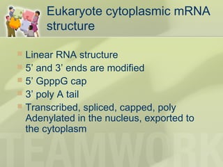 Eukaryote cytoplasmic mRNA
structure
 Linear RNA structure
 5’ and 3’ ends are modified
 5’ GpppG cap
 3’ poly A tail
 Transcribed, spliced, capped, poly
Adenylated in the nucleus, exported to
the cytoplasm
 